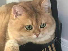 -东方名猫馆·英短金渐层布偶猫舍(环线广场1号楼店)