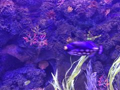 -芜湖新华联大白鲸海洋公园