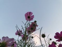 -上海滨江森林公园