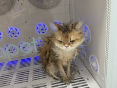 -瑞派康怡24h宠物医院·犬猫医疗中心·微创绝育(瑞景分院)