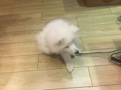 -扫雪煮茶(西村店)