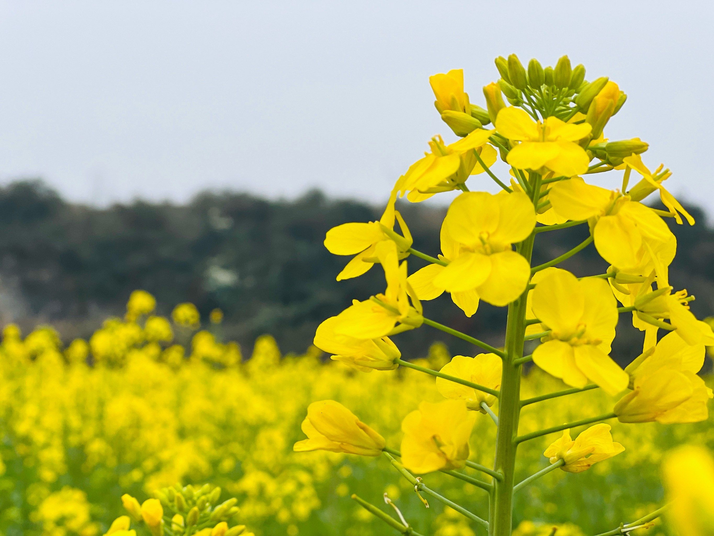 #有一种春天叫油菜花开