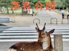 -奈良公园