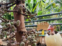 -呀路古热带植物园