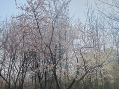 -大望京公园