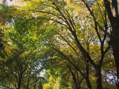 -三里屯东五街银杏大道