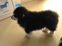 -芭比堂动物医院·犬猫全科·异宠专科(雁塔分院)