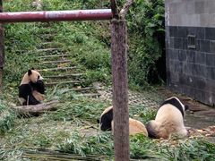 -中国大熊猫保护研究中心雅安碧峰峡基地