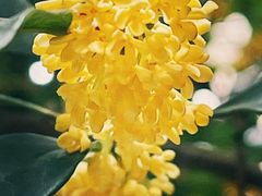 -LESCEDARS Brasserie Bistro香柏树