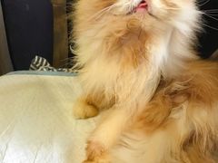 -more than meow吴止猫主题餐厅(承德 中船汇店)