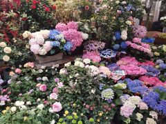 -双季花艺园艺市场(浦东店)