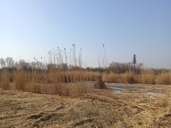 -大兴滨河森林公园