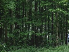 -桤木河湿地公园