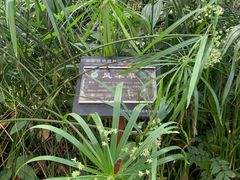 -莫里热带雨林景区