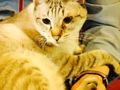 -李小姐の猫咖啡馆(五角场店)