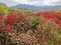 -贵州百里杜鹃风景名胜区