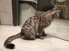 -猫儿山۰猫主题餐厅