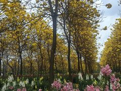 -天适樱花悠乐园