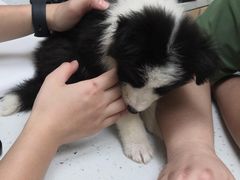 -宠颐生猫科·内科皮肤科(西平世纪城店)