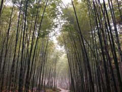 -天花井景区