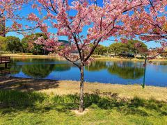 -新江湾城公园