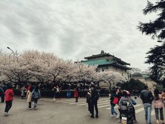 -武汉大学-樱园