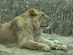 -北京野生动物园