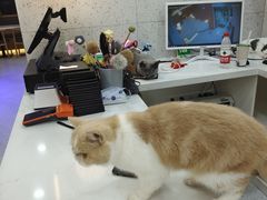 -喵园·猫主题咖啡厅·撸猫·猫咖(国贸店)