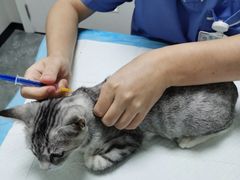 -东莞宠友24H宠物中心医院·转诊夜诊·异宠(新河北路院)