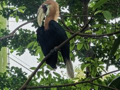-新加坡飞禽公园