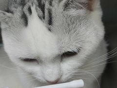 -瑞派长江宠物医院·猫科·外科·24小时夜护(谊城公寓分院)