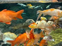 -上海海洋水族馆