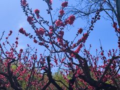 -皇家御河游(紫御湾码头)