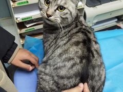 -纳吉亚猫专科动物诊疗中心(蒋宅口分院)