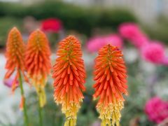 -深圳国际园林花卉博览园