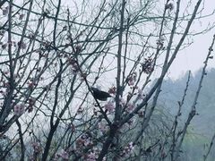 -重庆园博园