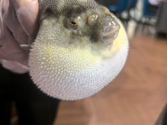 -肆月河豚·新淮扬(金融街店)