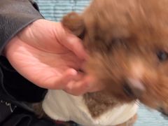 -佳雯宠物医院·皮肤科·内外科(春晓路分院)