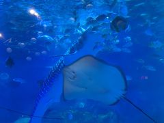 -烟台海昌鲸鲨海洋公园