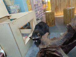 -神奇动物撸宠馆·羊驼·小浣熊·异宠(豫园店)