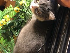 -李小姐の猫咖啡馆(五角场店)