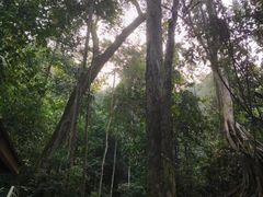 -西双版纳原始森林公园