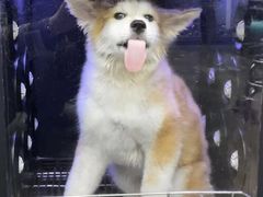 -PETKIT 小佩宠物·低压洗护·美容·寄养(安远店)