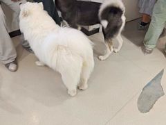 -共舞时光猫咖·狗咖(新街口店)