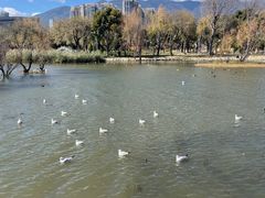 -洱海月湿地公园