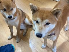 -是阿柴呀！柴犬咖啡·爱喵喵猫咖