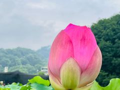 -南山植物园