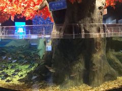 -成都浩海立方海洋公园