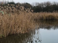 -西湖风景区-江洋畈生态公园