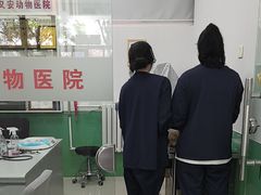 -利又安动物医院··老年病·猫科犬科·中兽医